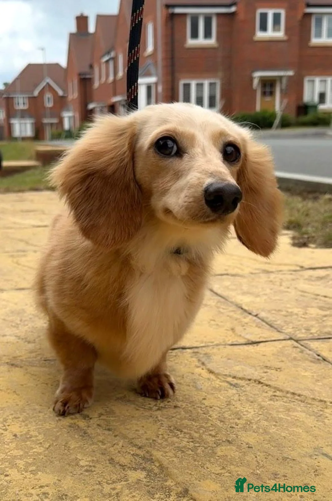 Miniature Dachshund dogs for sale: KC registered Long haired miniature Dachshund  - Advert 4