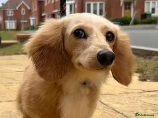 Miniature Dachshund dogs KC registered Long haired miniature Dachshund - Advert 1