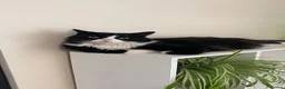 British Longhair cats for sale: Looking for a good loving home  - Advert 5