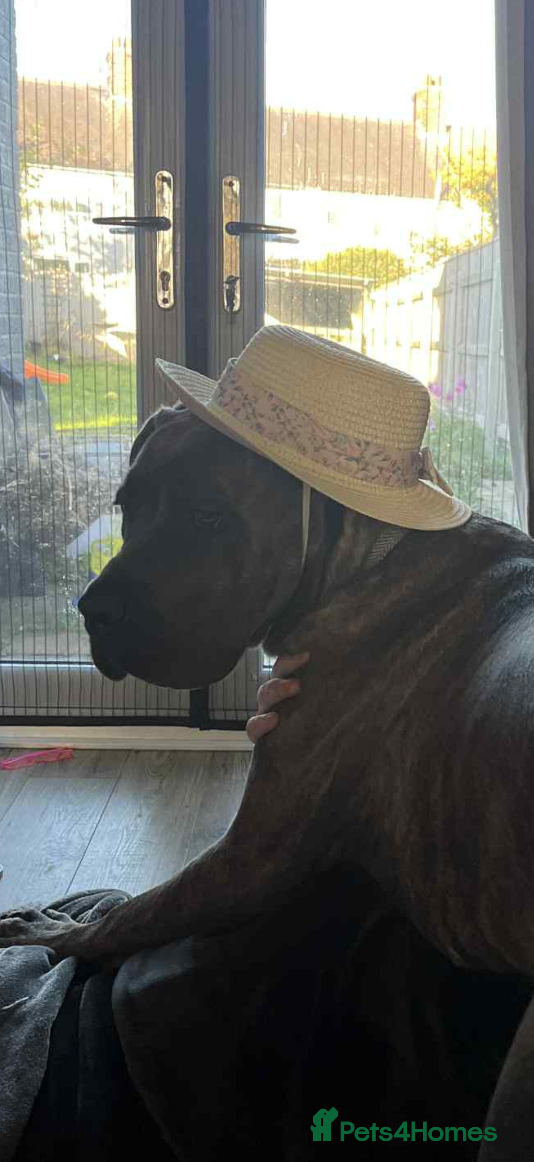 Cane Corso dogs for sale: 11 month old Cane Corso available  - Advert 3