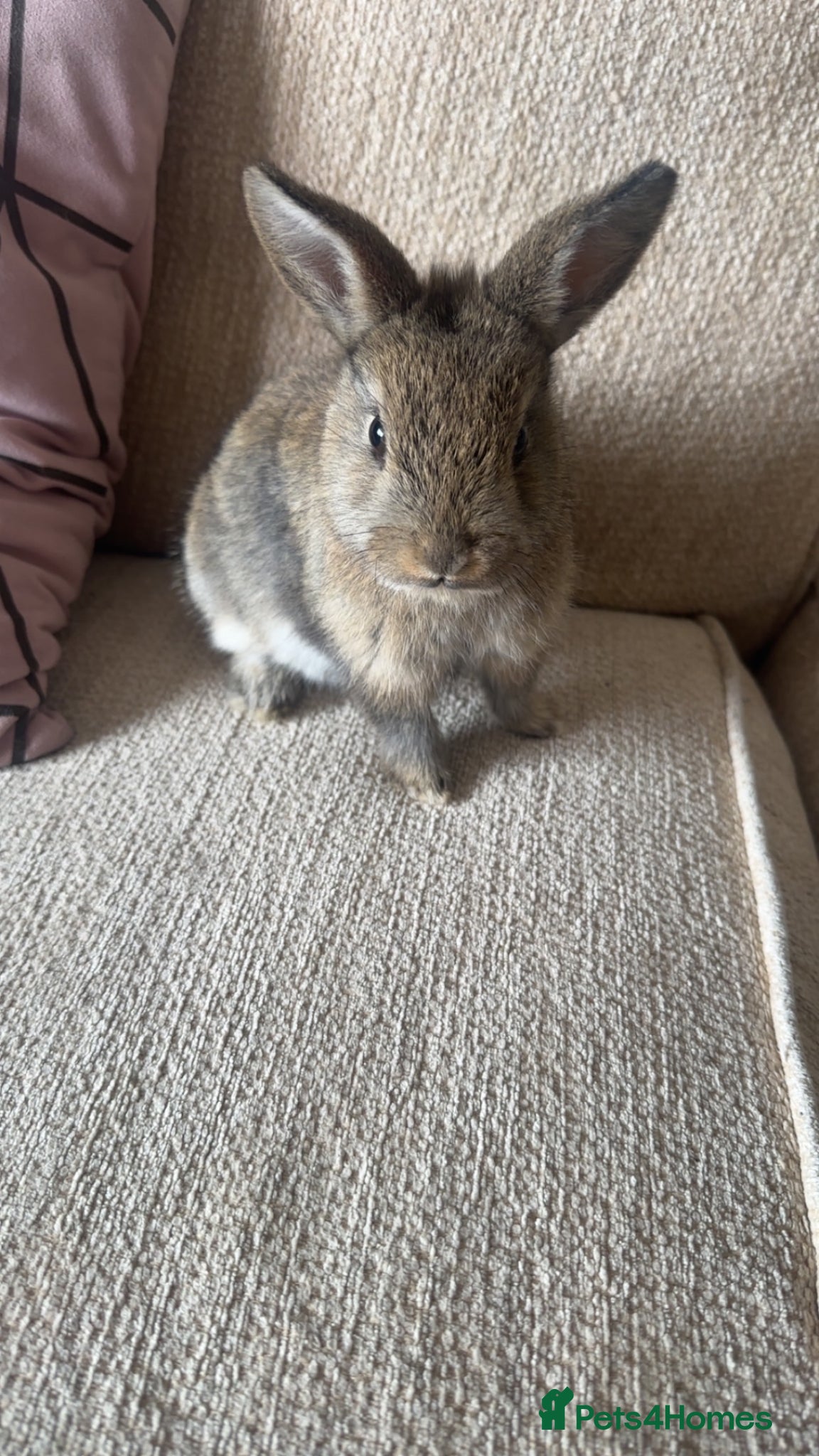 Mixed Breed rabbits 2 bunnies for sale  - Advert 2