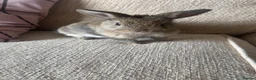 Mixed Breed rabbits for sale: 2 bunnies for sale  - Advert 1