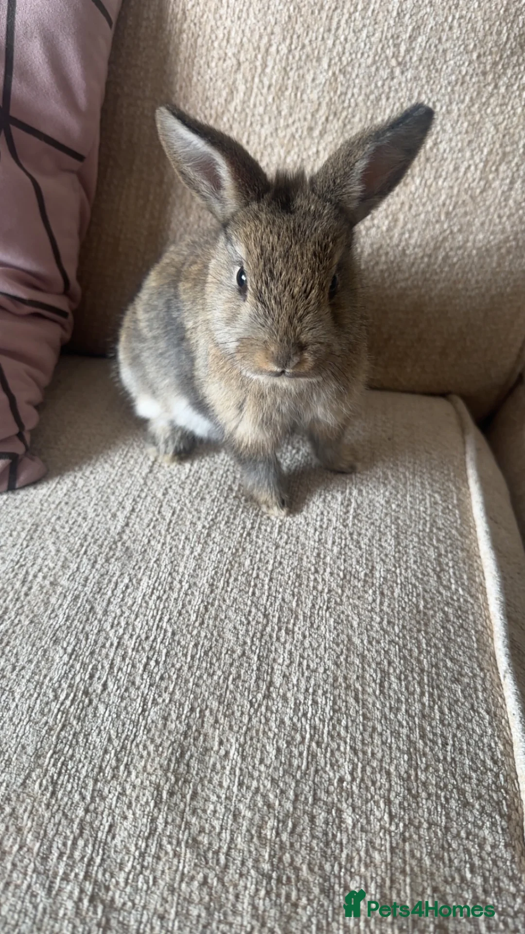 Mixed Breed rabbits for sale: 2 bunnies for sale  - Advert 1