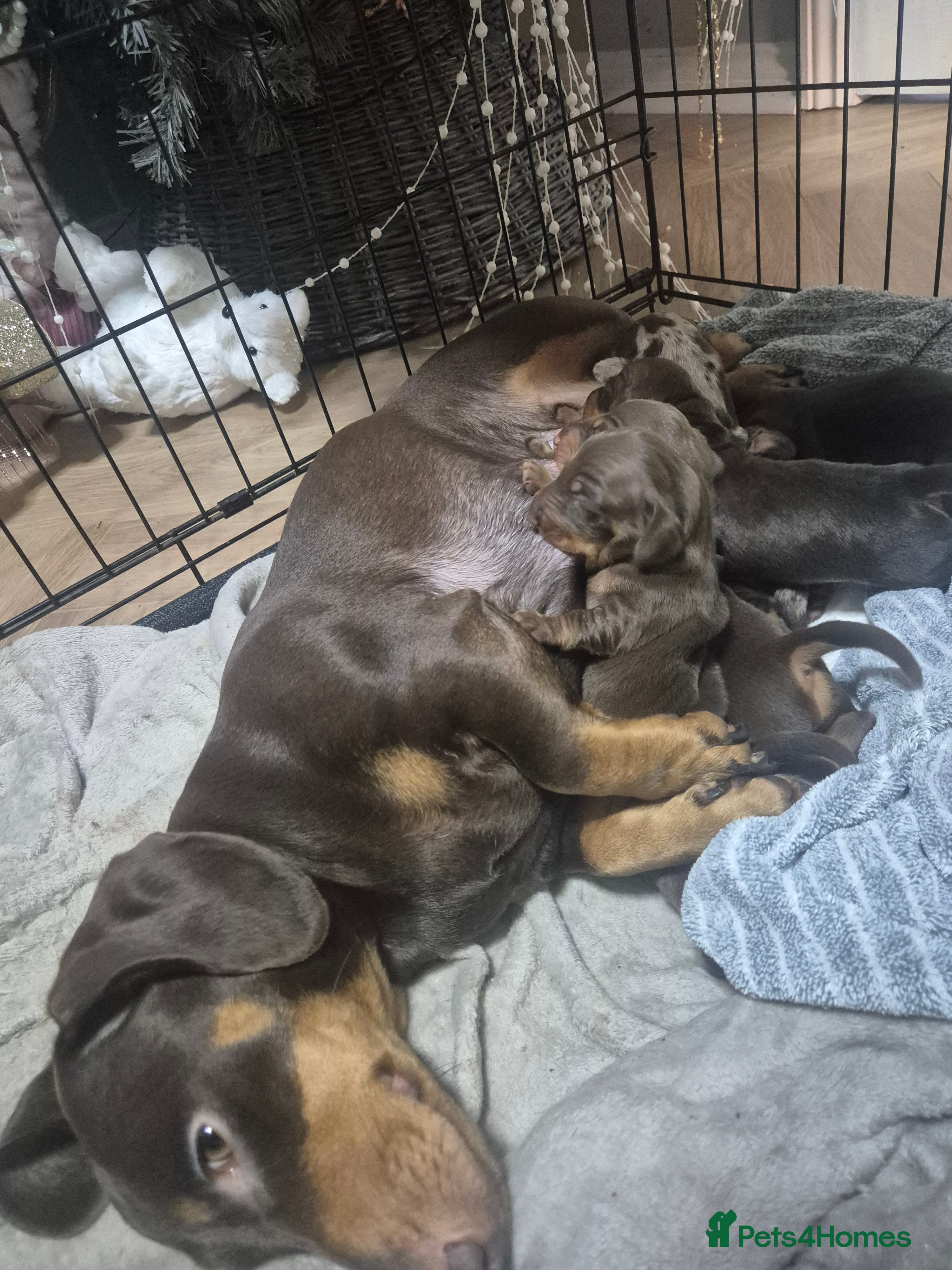 Miniature Dachshund dogs MINIATURE DACHSHUNDS  - Advert 1