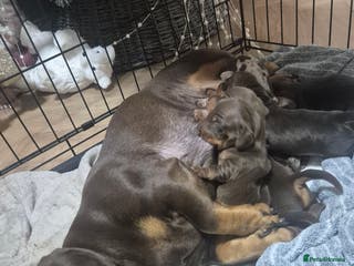 Miniature Dachshund dogs MINIATURE DACHSHUNDS - Advert 1