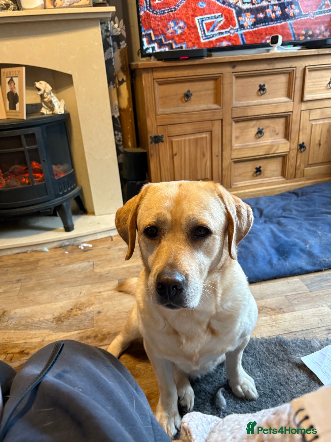 Labrador Retriever dogs for sale: WE PREGNANT BIG CHUNKY SHOW TYPE LABRADOR PUPPYS - Image 1