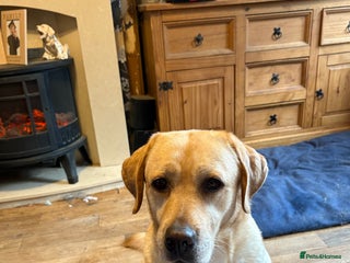 Labrador Retriever dogs - Advert 1