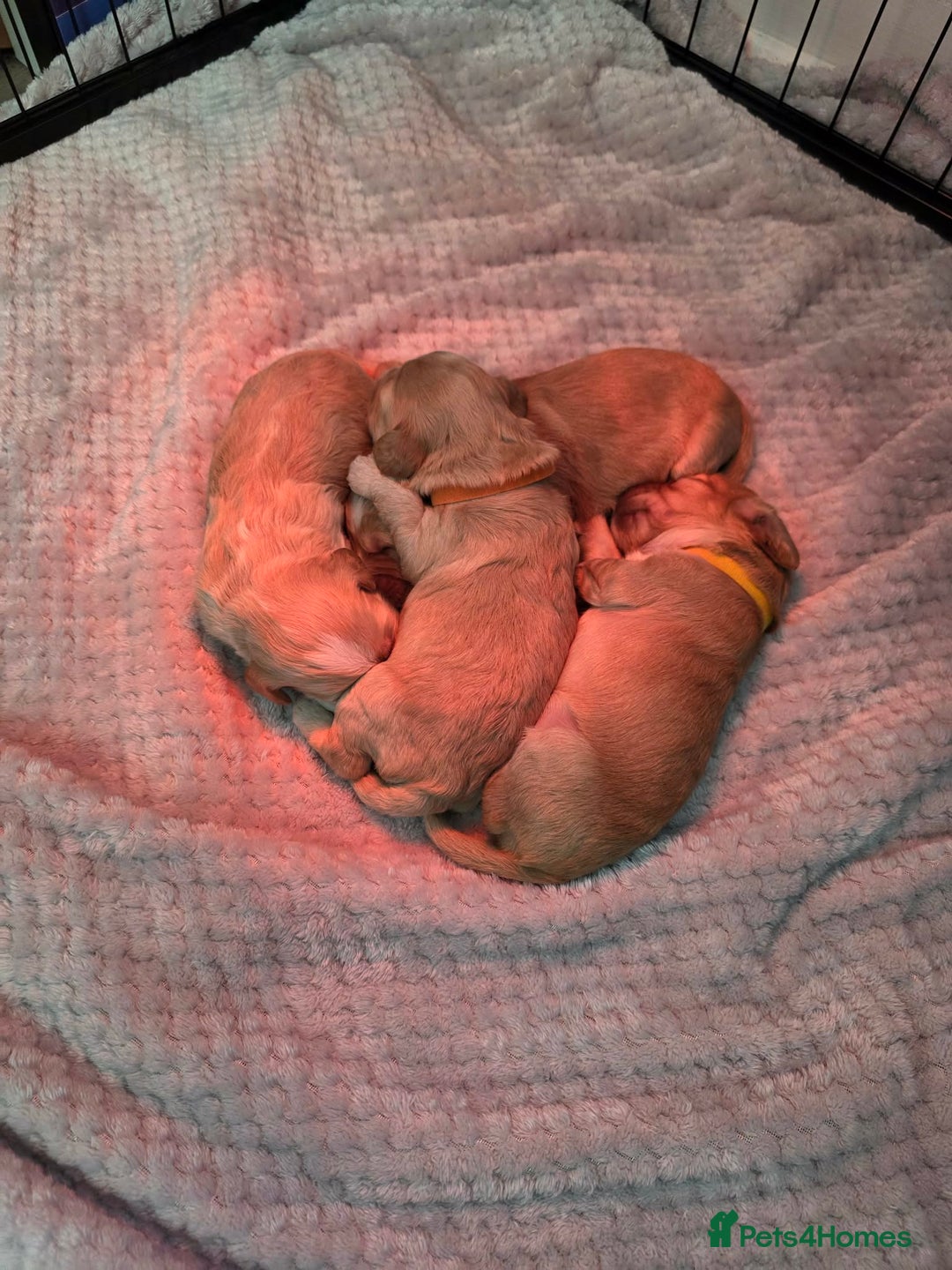 Cockapoo dogs for sale: Cockapoo - Advert 5