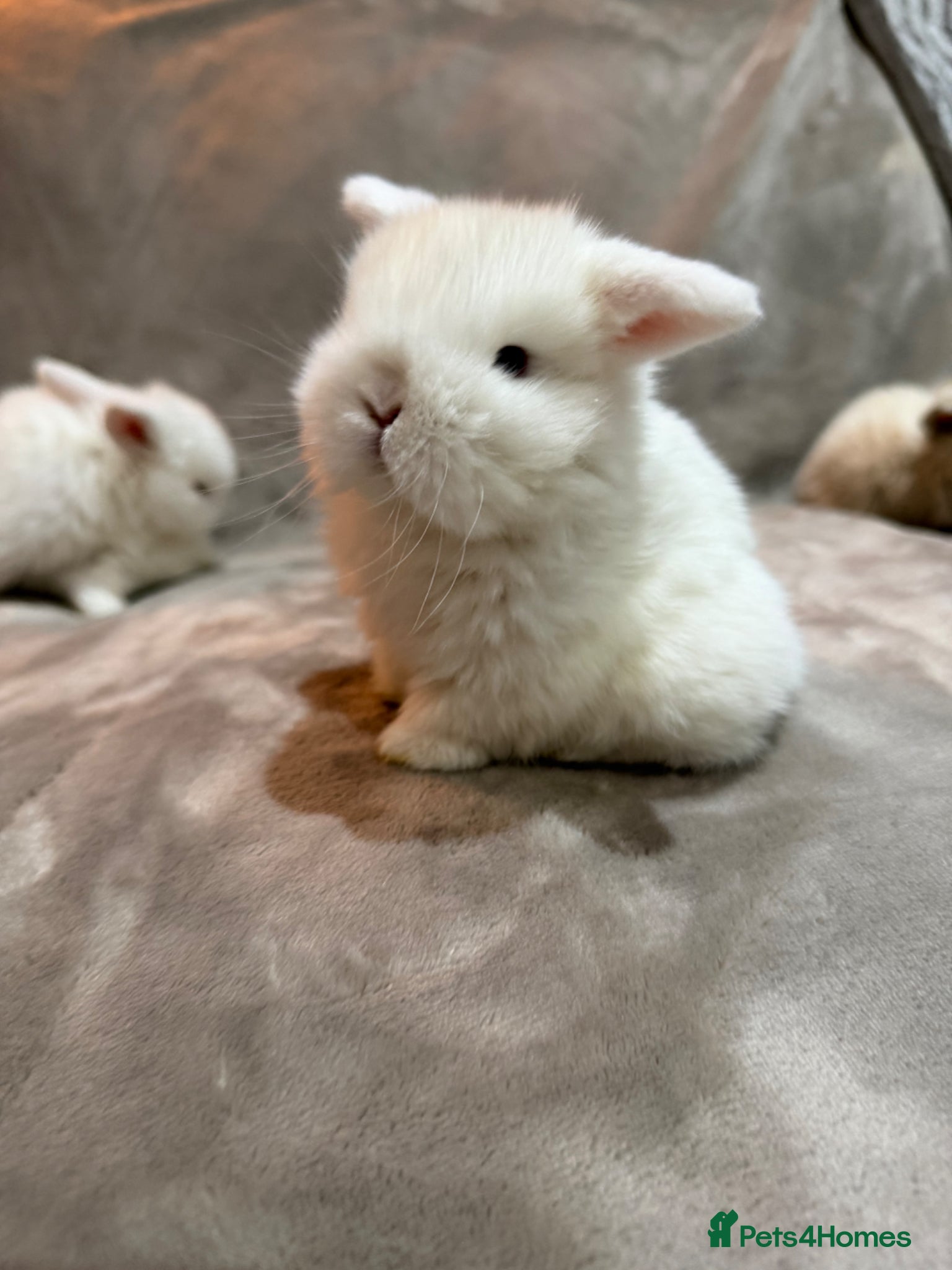 Mini Lop rabbits Beautiful mini lop babies  - Advert 17