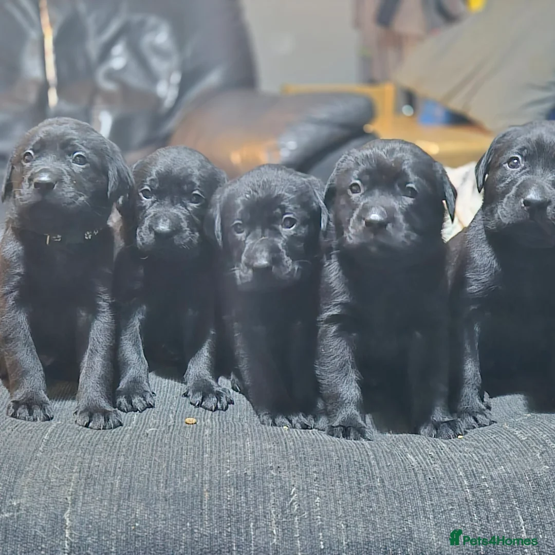 Labrador Retriever dogs for sale: outstanding black labradors - Advert 2