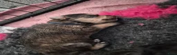 Mixed Breed dogs for sale: Cockapoo cross puppies in Emsworth - Advert 8