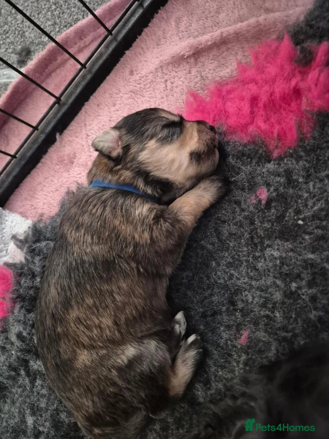 Mixed Breed dogs for sale: Cockapoo cross puppies in Emsworth - Advert 8