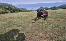 Mixed Breed dogs for sale: Sully (1 year old cane corso cross) - Image 9