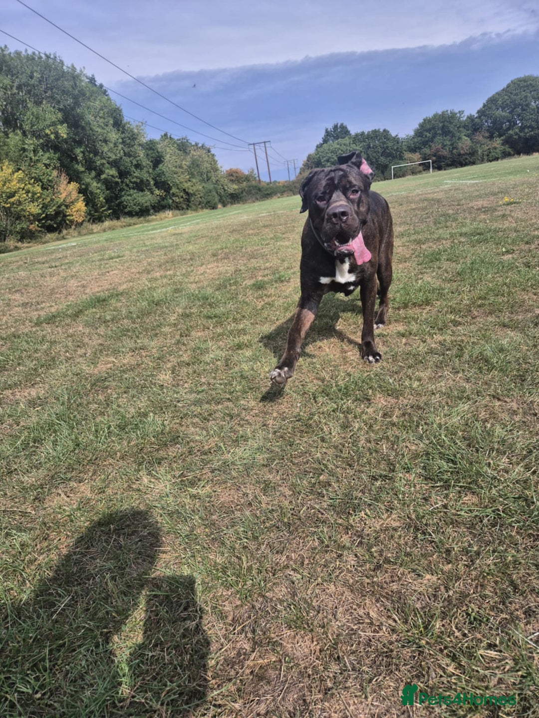 Mixed Breed dogs for sale: Sully (1 year old cane corso cross) - Image 9