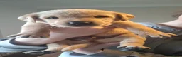 Labrador Retriever dogs for sale: Beautiful yellow labrador puppies  - Advert 20