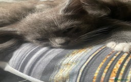 Mixed Breed cats for sale: 3 kittens - Image 13