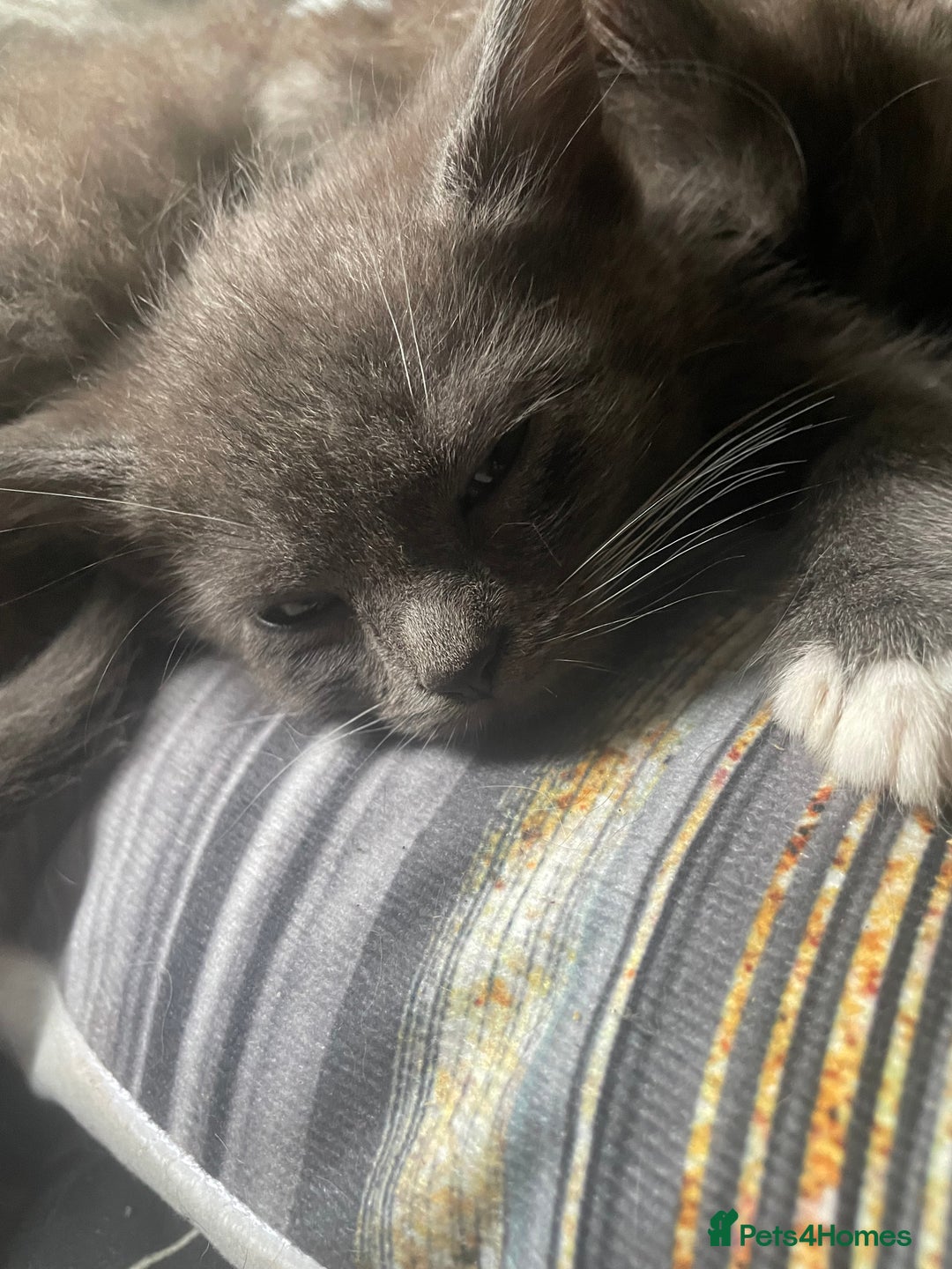 Mixed Breed cats for sale: 3 kittens - Image 13