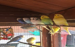 Budgerigars birds for sale: Budgies with an Aviary available. - Image 18