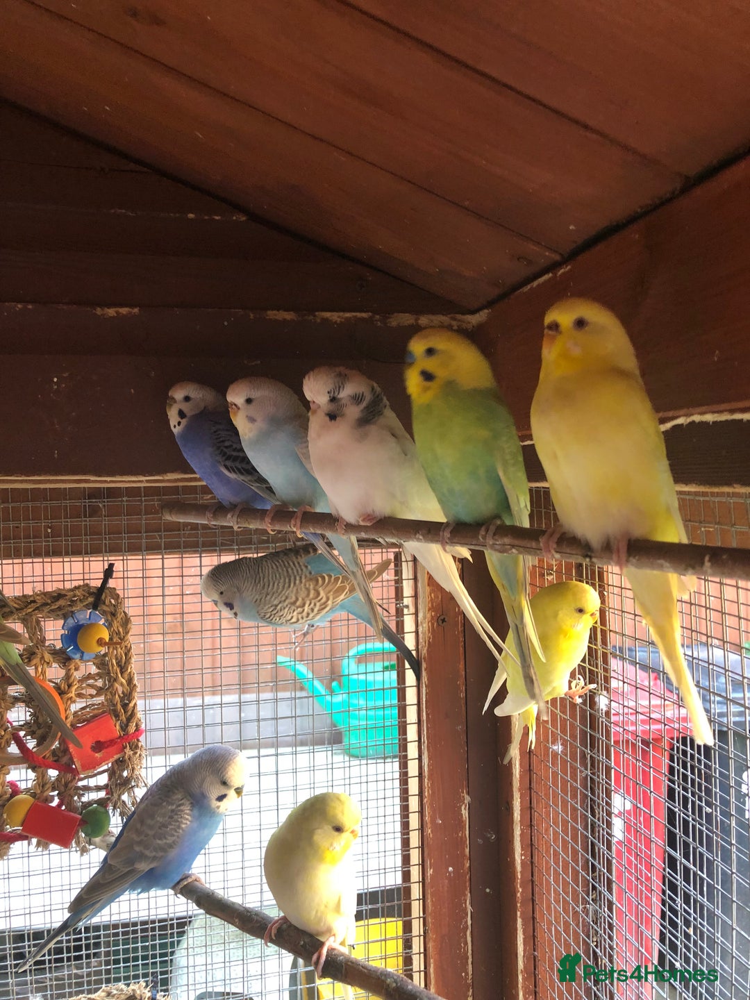 Budgerigars birds for sale: Budgies with an Aviary available. - Image 18