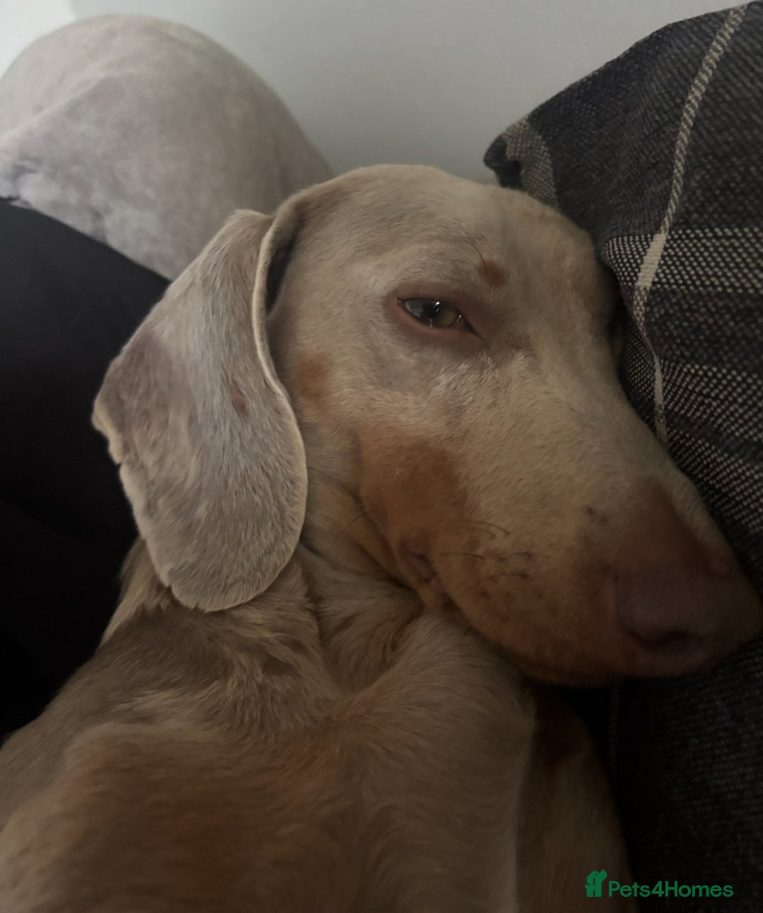 Miniature Dachshund dogs for sale: Miniature dachshund  - Advert 2