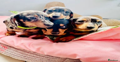 Miniature Dachshund dogs - Advert 5