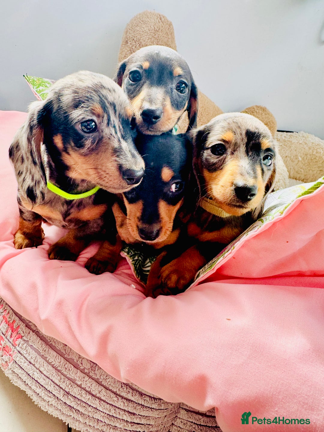 Miniature Dachshund dogs for sale: ✨ Adorabla Mini Kc PRA clear ready now  ✨✨ - Image 6