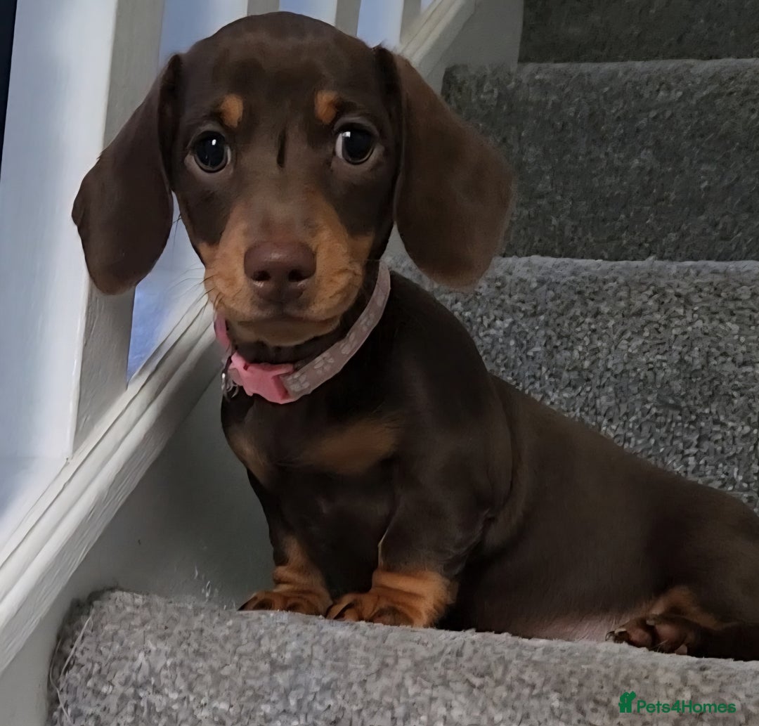 Miniature Dachshund dogs for sale: 🩷2 BABIES LEFT🐶READY TODAY🐶HAD 1ST/2ND JAB🩵 in Chorley - Image 27
