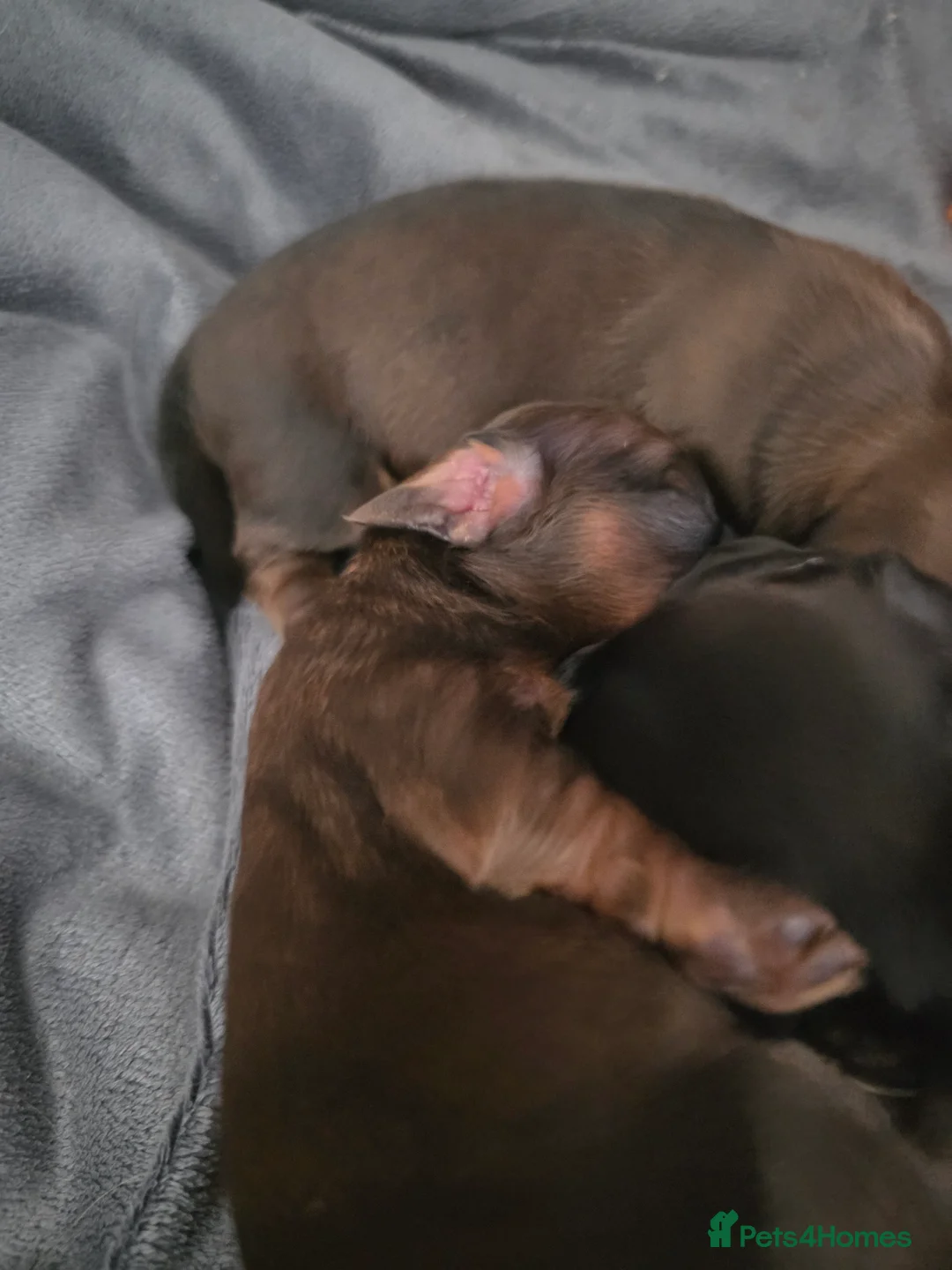 Miniature Dachshund dogs for sale: Longhaired 3Girls 1Boy in Tamworth - Advert 2