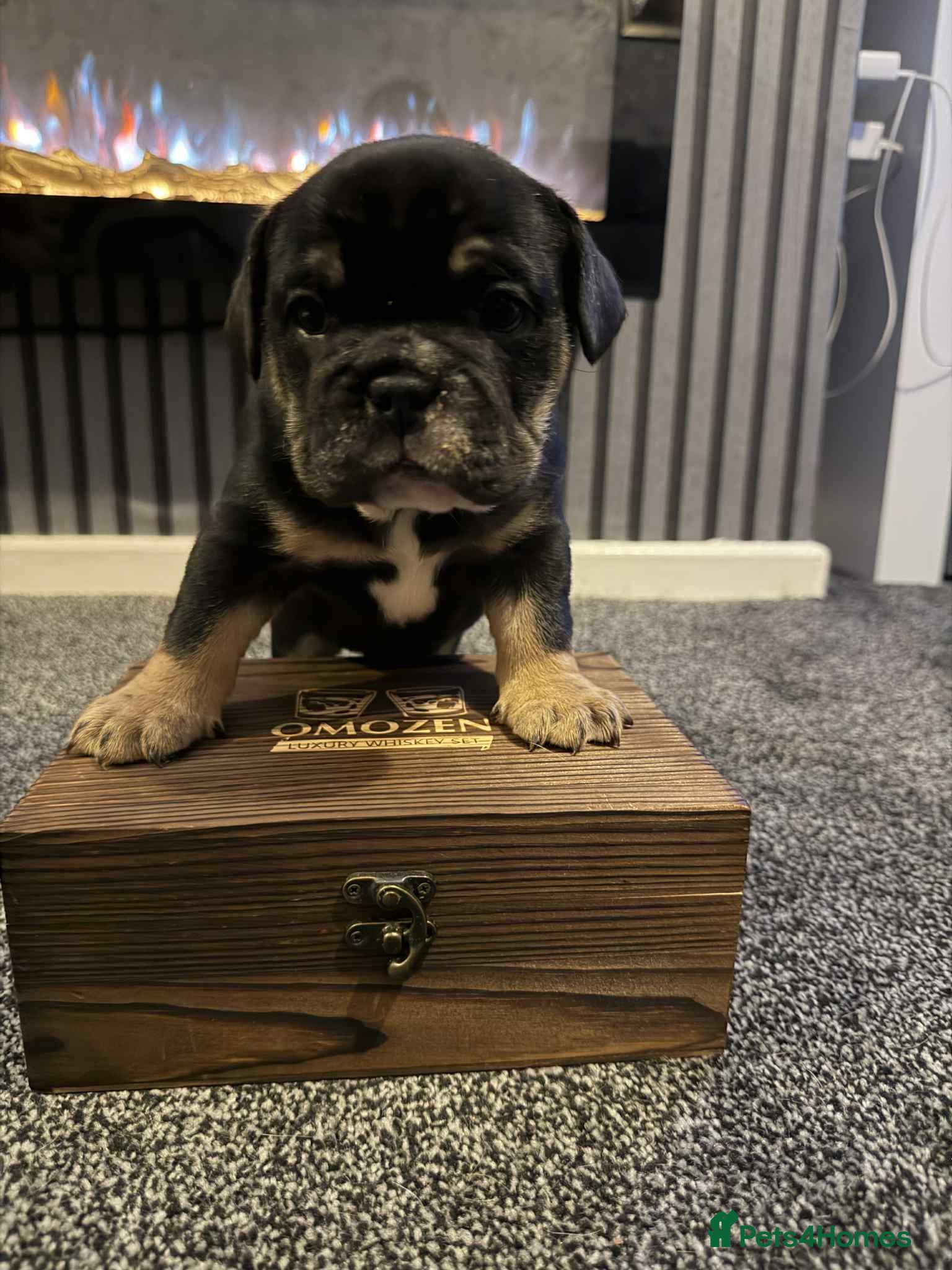 Mixed Breed dogs 3/4 English bulldog x 1/4 French bulldog - Advert 6