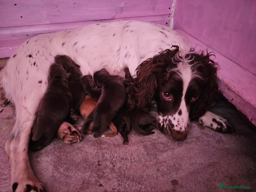 Sprocker dogs for sale: Sprocker spaniel puppies  - Advert 15