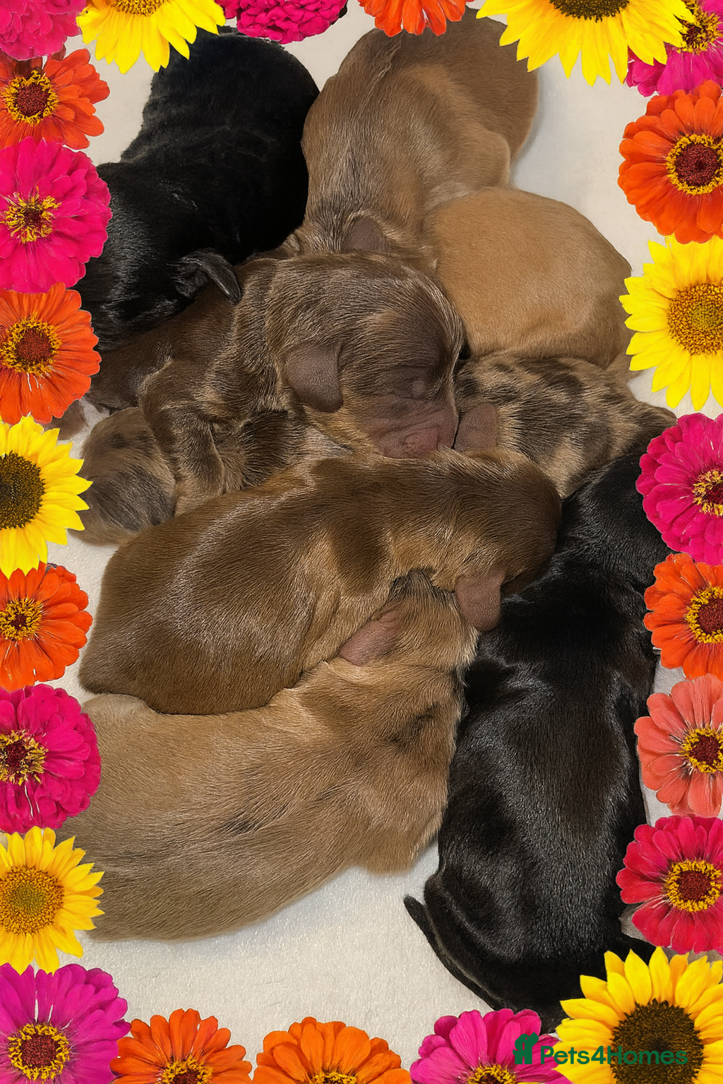 Cockapoo dogs Extensive DNA Tested cockapoo pups, Read 5th Feb  - Advert 2