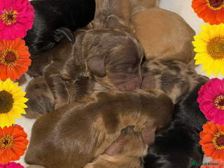 Cockapoo dogs Extensive DNA Tested cockapoo pups, Read 5th Feb - Advert 3