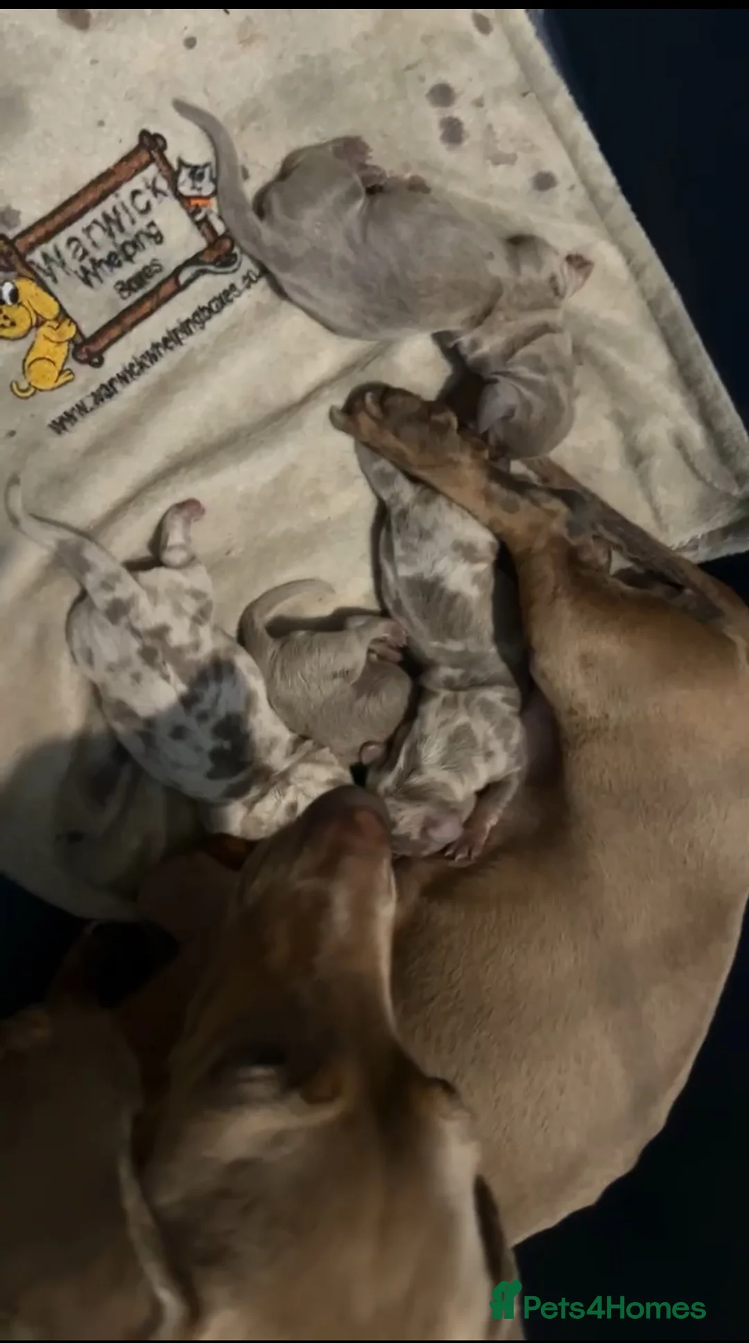 Miniature Dachshund dogs for sale: Miniature daschund  - Advert 2