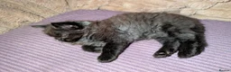Ragcoon cats for sale: Stunning Ragcoon girl, Maine coon Dad Ragdoll Mum - Advert 16