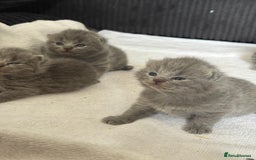 British Shorthair cats for sale: British shorthair kittens for sale  - Image 8