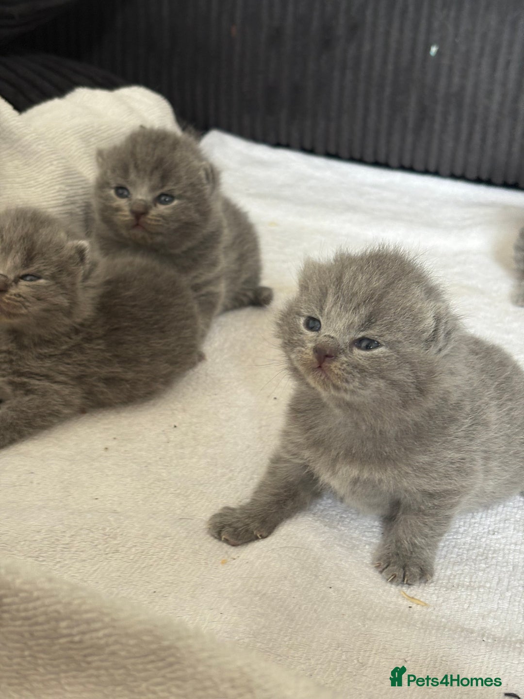 British Shorthair cats for sale: British shorthair kittens for sale  - Image 8
