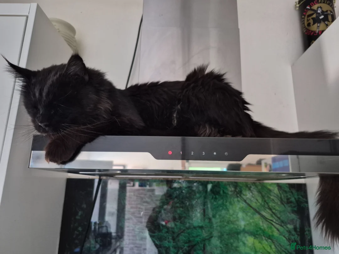 Maine Coon cats for sale: Beautiful Maine coon kittens - Advert 11