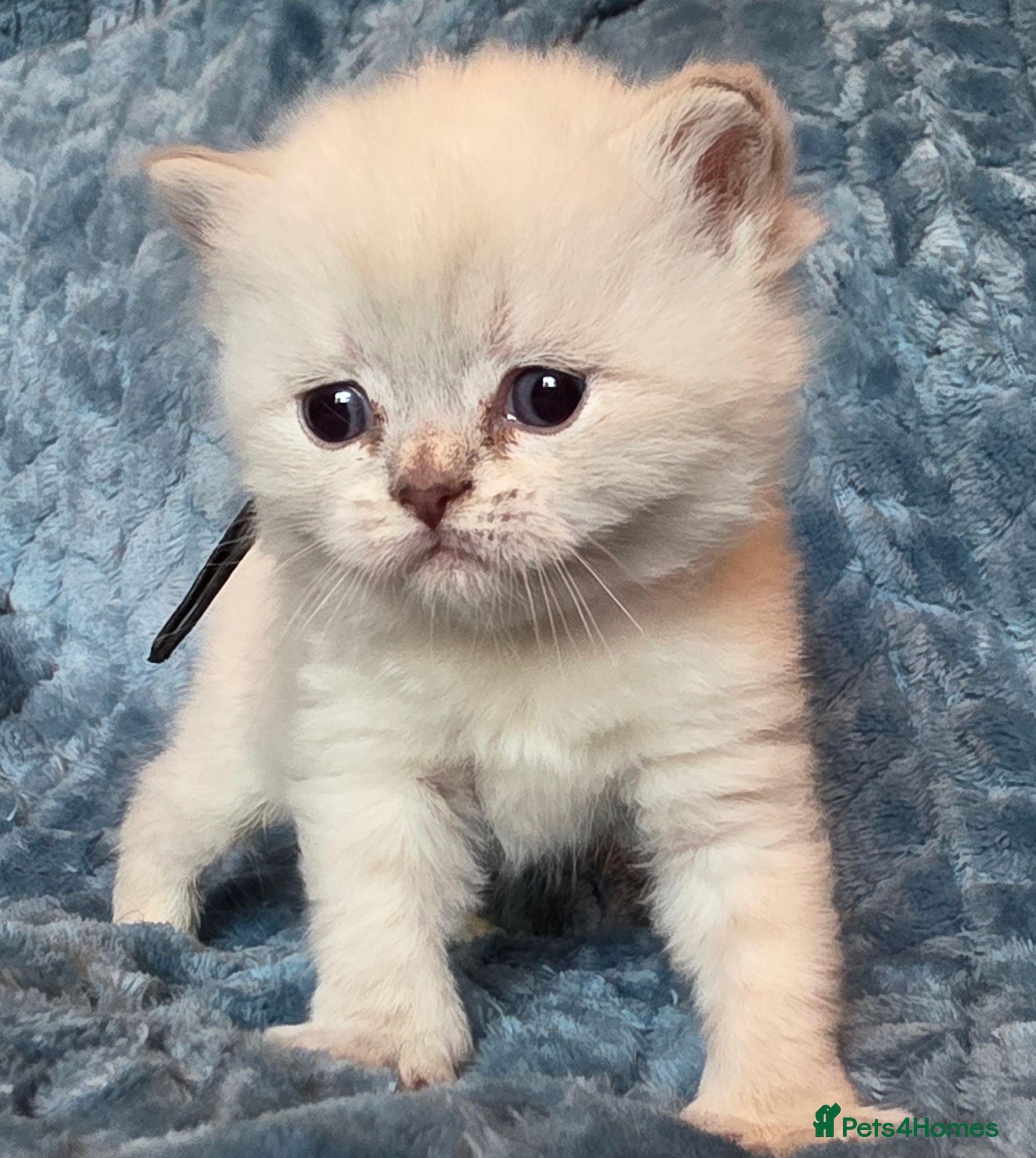 British Shorthair cats TICA reg british shorthair kittens - Advert 15