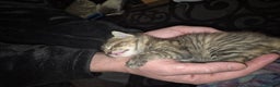 Mixed Breed cats for sale: 2 beautiful kittens  - Advert 9