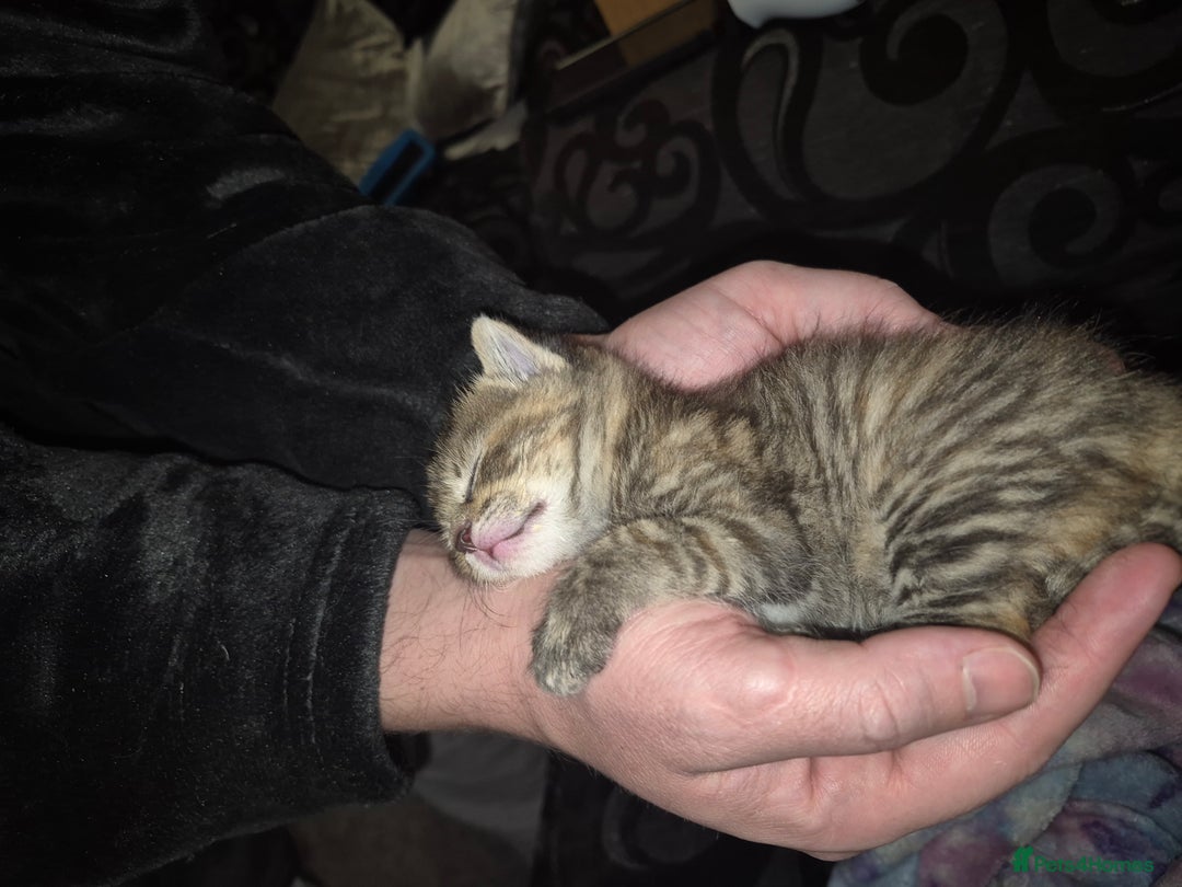 Mixed Breed cats for sale: 2 beautiful kittens  - Advert 9