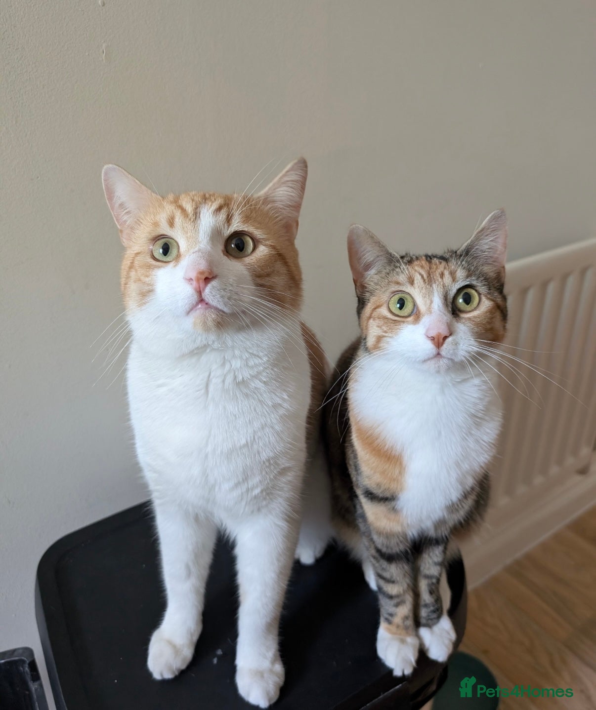 Mixed Breed cats Mabel and Sully - Advert 1