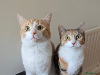 Mixed Breed cats Mabel and Sully - Advert 1