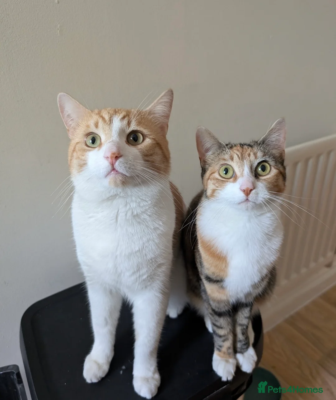 Mixed Breed cats for sale: Mabel and Sully - Advert 1