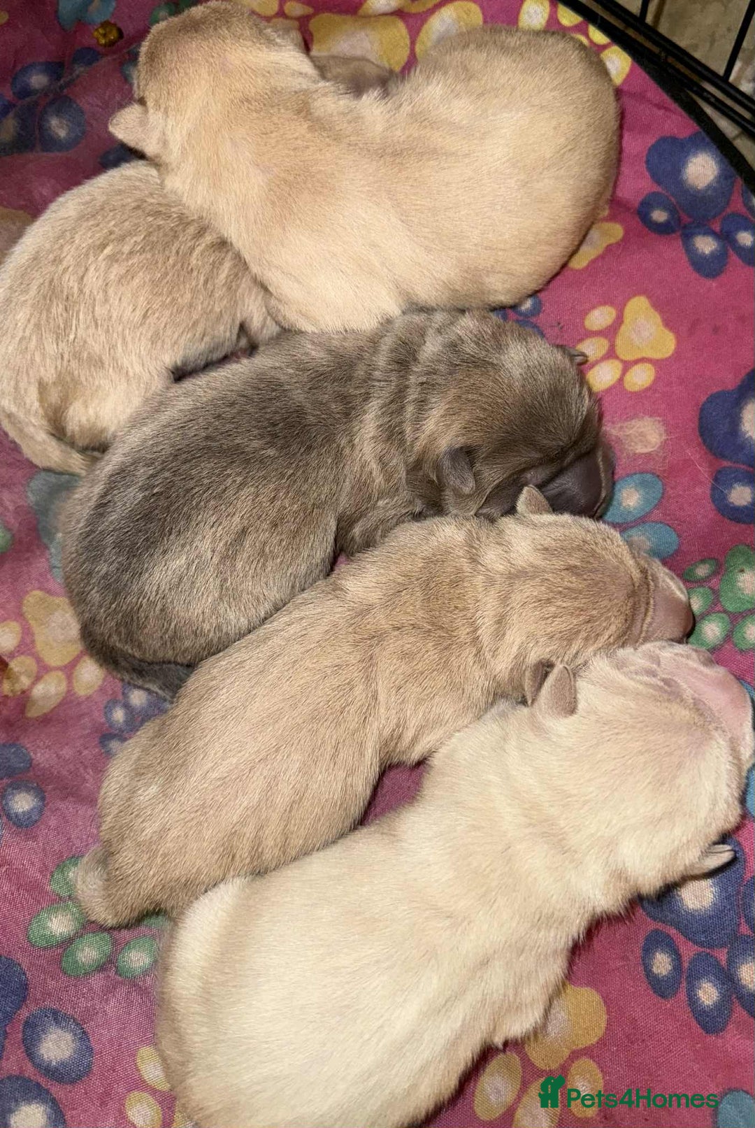 Shar Pei dogs for sale: shar peis - Advert 16