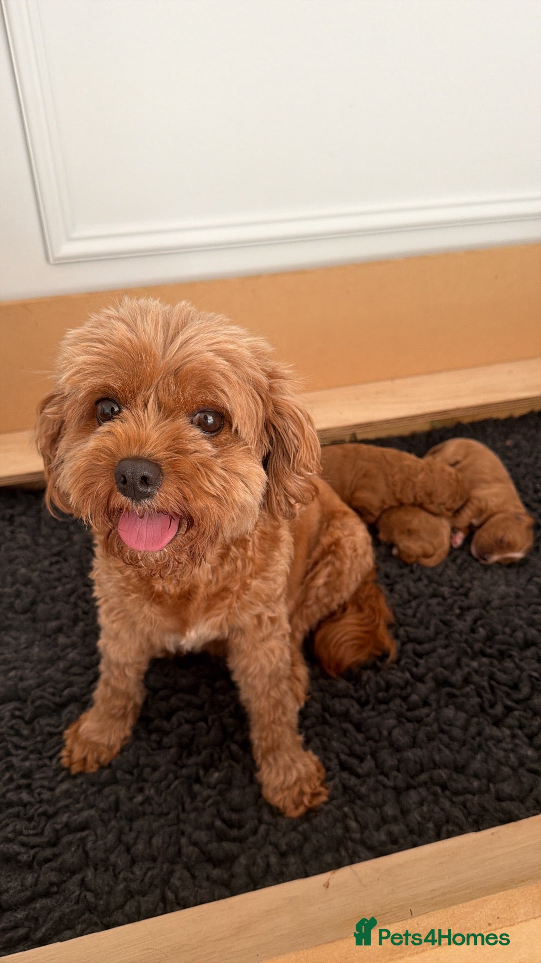 Cavapoo dogs Cavapoo F1B - Advert 1