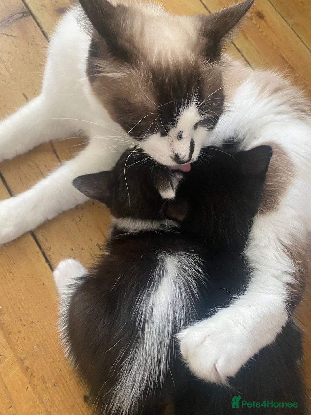Mixed Breed cats for sale: Black, Black and white Kittens  - Image 7