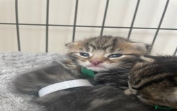 Mixed Breed cats for sale: Kittens ready to reserve  - Image 9