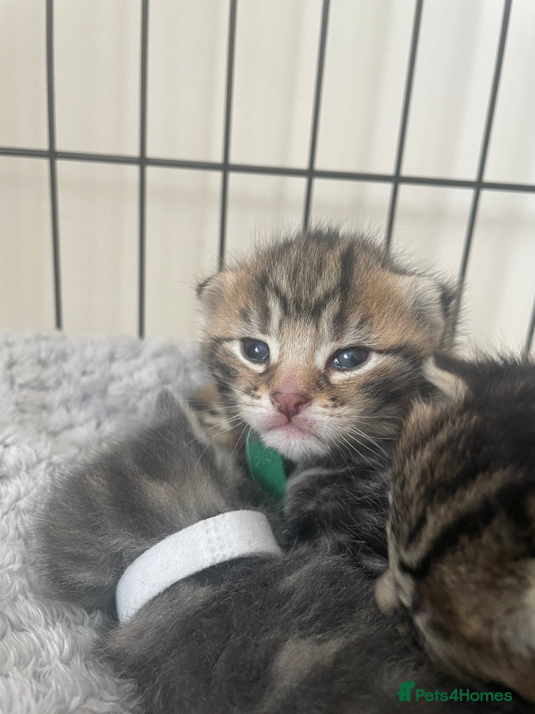 Mixed Breed cats for sale: Kittens ready to reserve  - Image 9