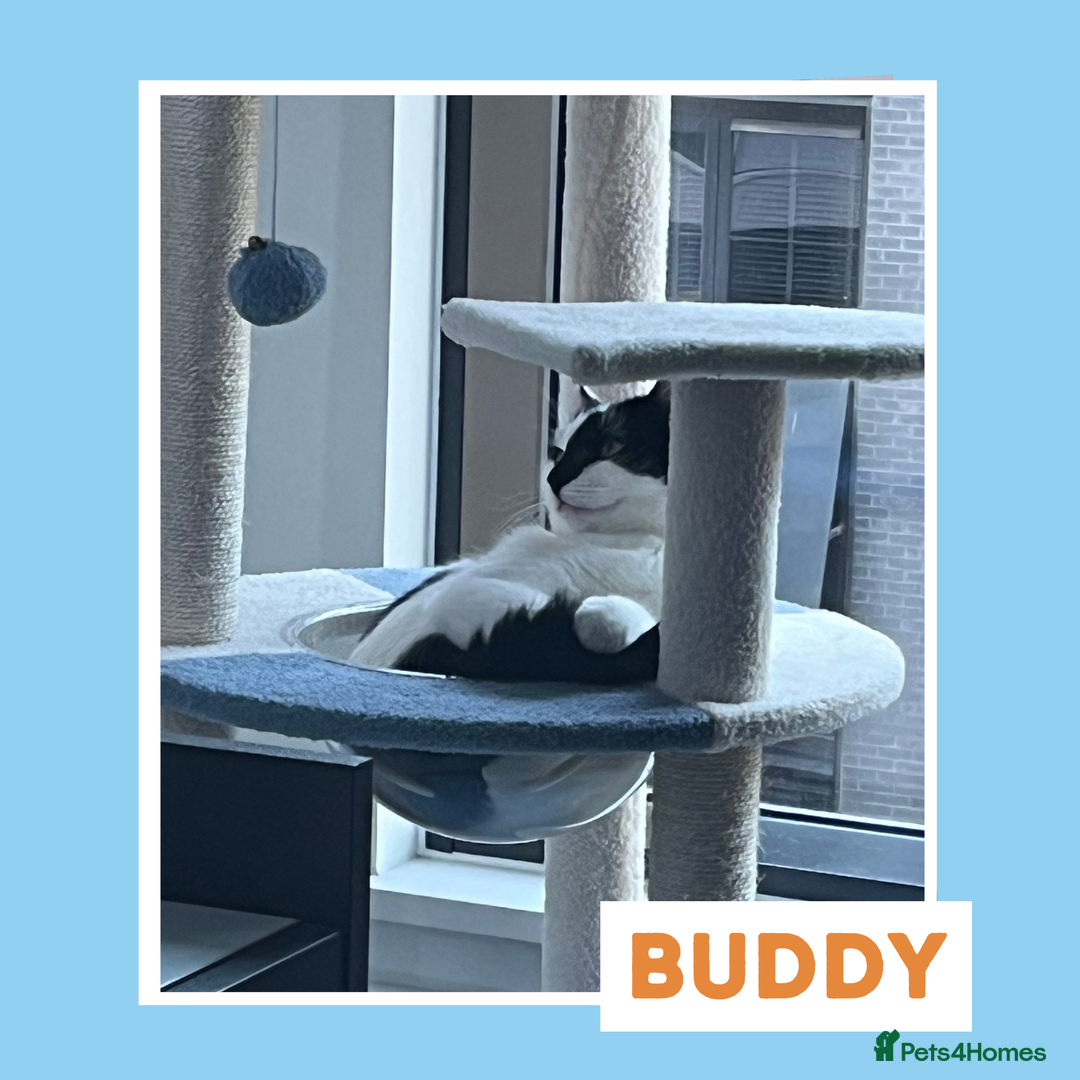 Mixed Breed cats for adoption: Sociable Cuddlebug - Image 7
