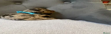 Cocker Spaniel Puppy 3
